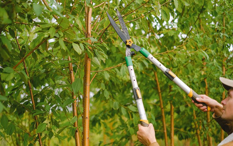 Tree trimming in Dale, NY